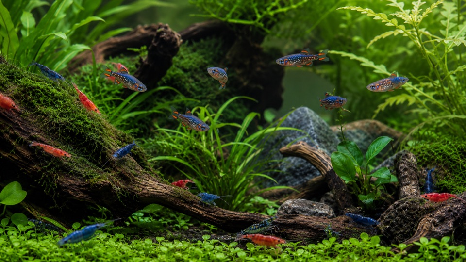 Shrimp and nano fish in a planted aquarium
