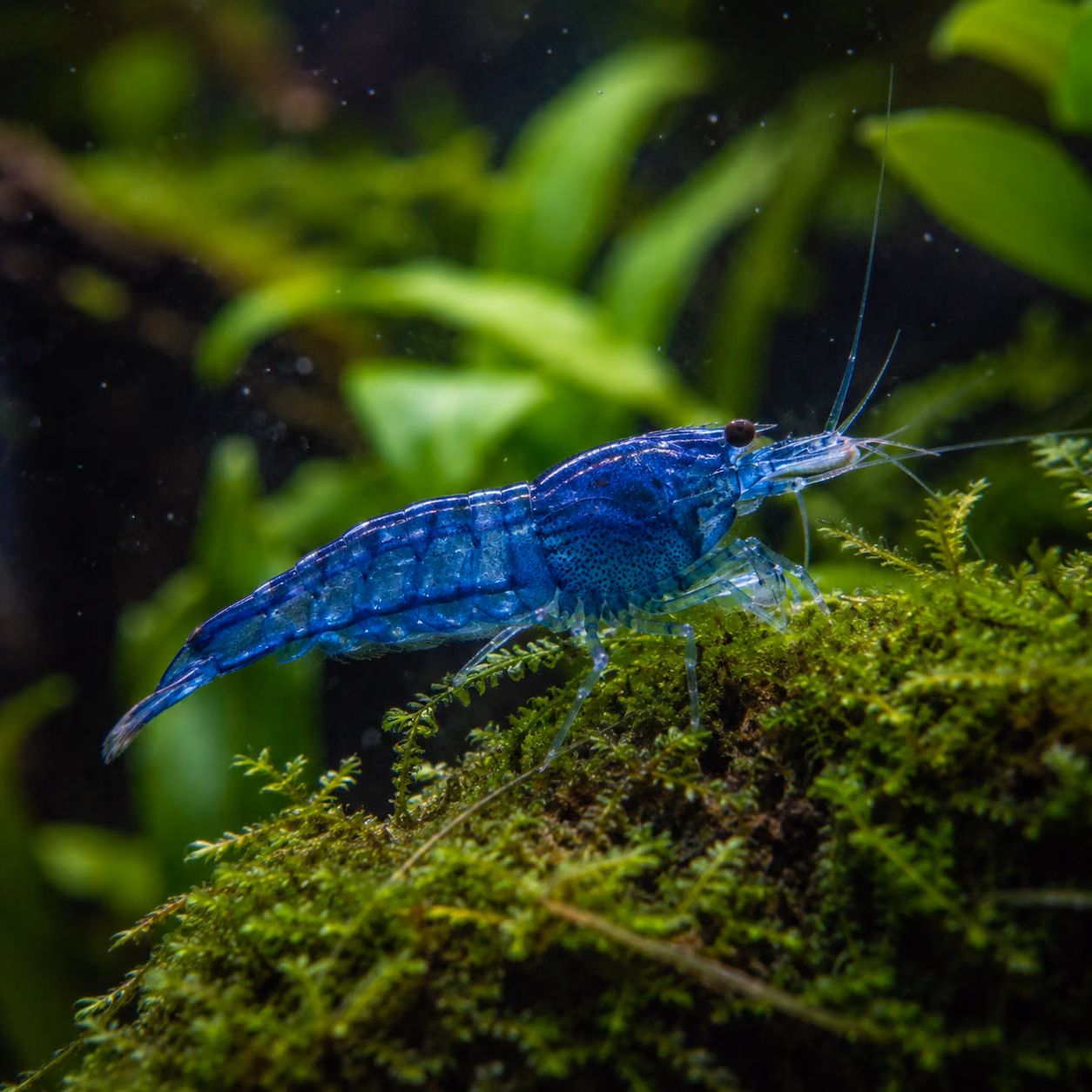 Blue freshwater ornamental shrimp in a planted aquarium